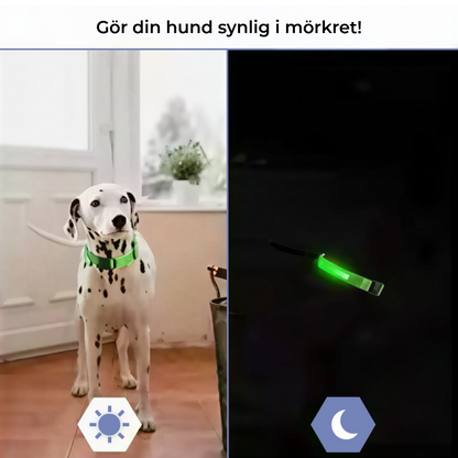 LED-Hundhalsband
